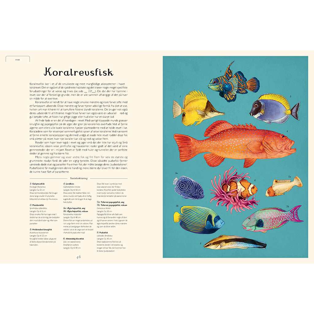 Forlaget Mammut, Oceanarium