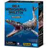 4M Udgrav et Mosasaurus-skelet