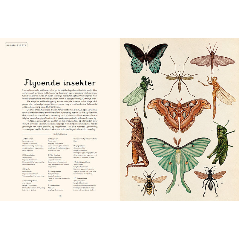 Forlaget Mammut, Animalium