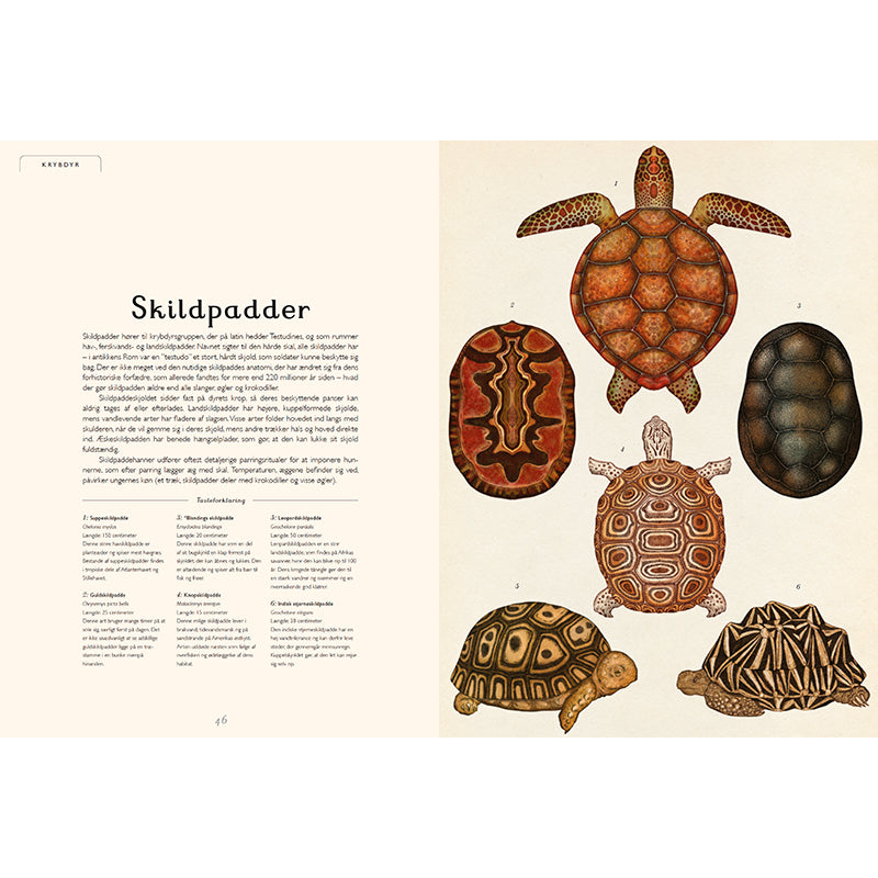 Forlaget Mammut, Animalium