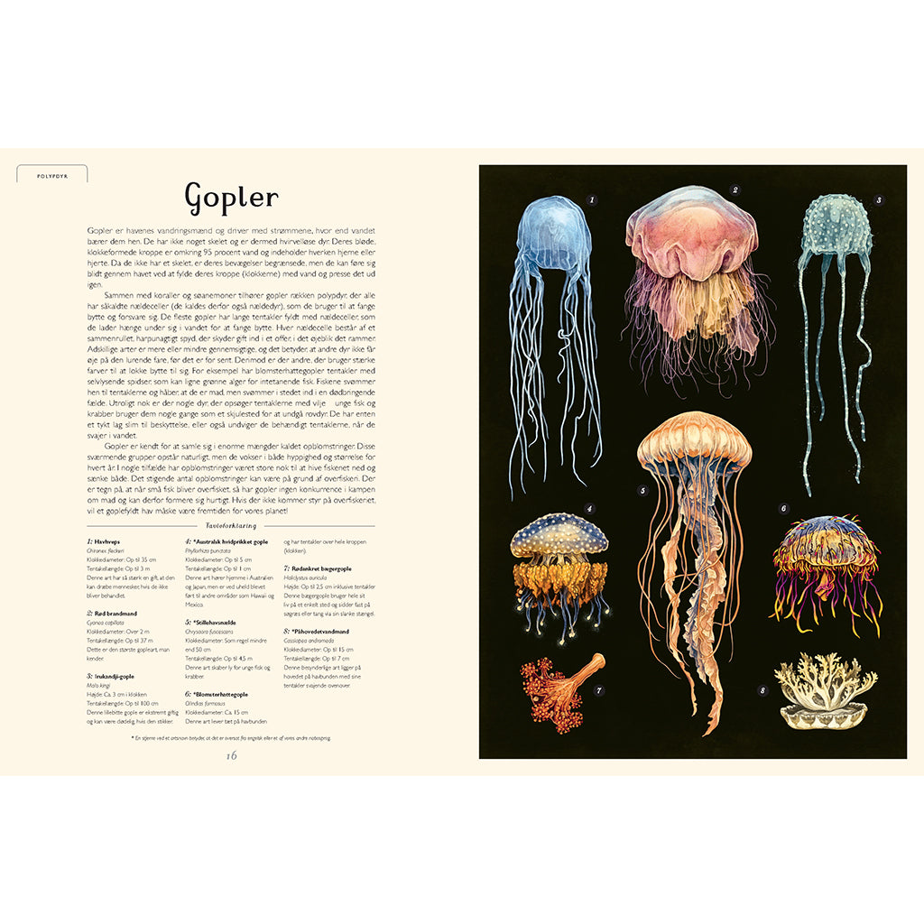 Forlaget Mammut, Oceanarium