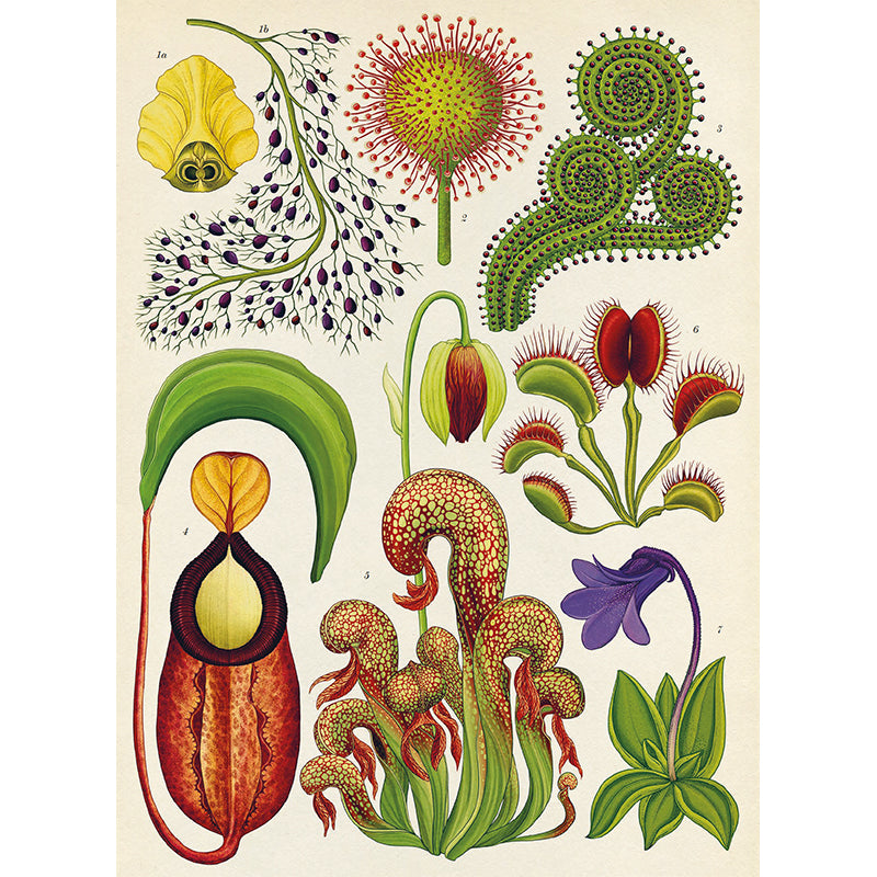 Forlaget Mammut, Botanicum